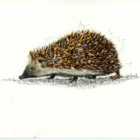 Pique ma curiosité_1