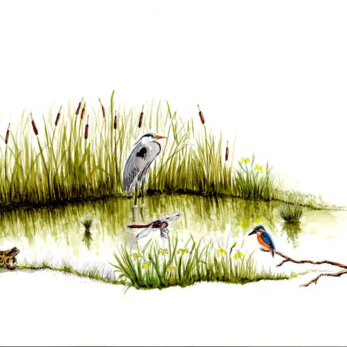 Balade naturaliste : À l’assaut des mares_1