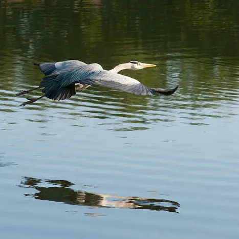 Visite guidée à la découverte des oiseaux aux abords de la chaine des lacs_1