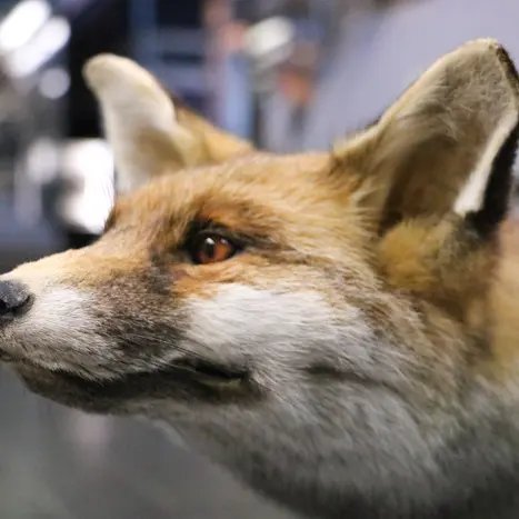 Atelier Mon nez, sa truffe / La maison des parents_1