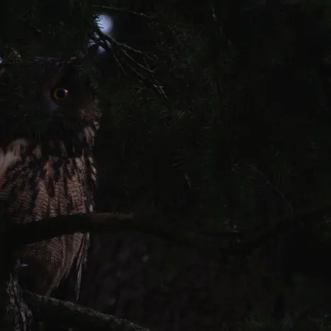 Balade naturaliste : écran noir dans les bois_1