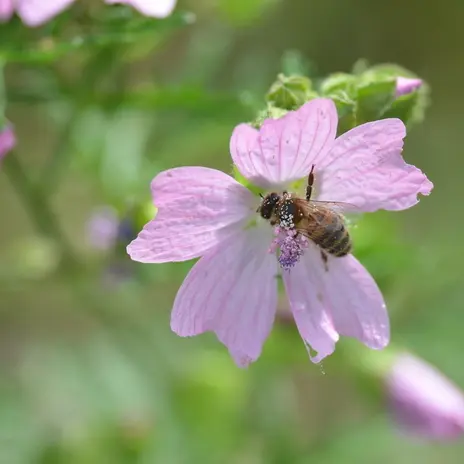 Opération pollinisation_1