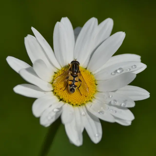 Les 7 grandes familles d'insectes_1