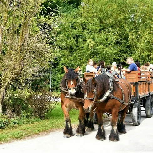 Balades en calèche_1