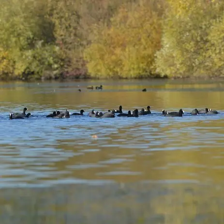 Balade naturaliste : la chorégraphie des migrateurs_1
