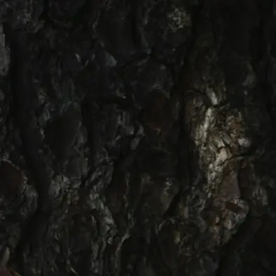 Balade naturaliste : Entrelacs entre arbres_1