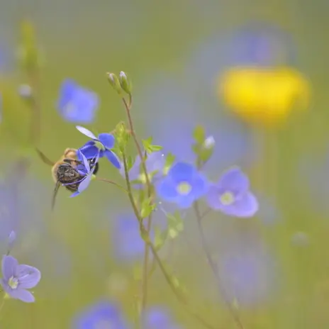 Balade naturaliste : les animaux artistes_1