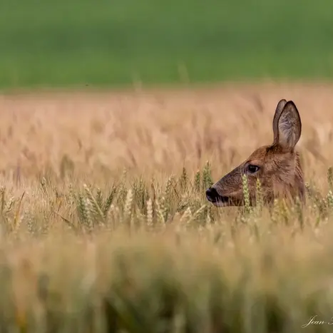Balade naturaliste : 