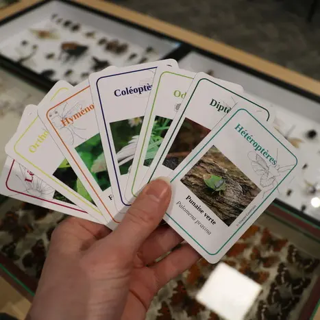 Hellemmes / Le jeu de 7 familles des insectes_1