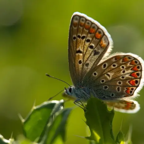 Balade naturaliste : papillons de lumière_1