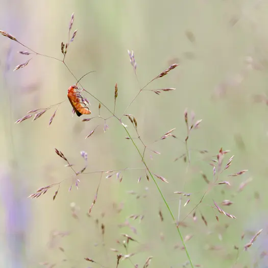 Vert par Nature : initiation à la photographie naturaliste_1