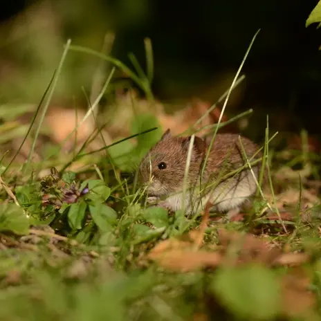 Balade naturaliste : le museau des beaux-arts_1