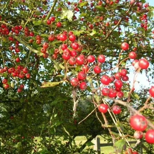 Balade naturaliste au cœur des couleurs du vivant_1