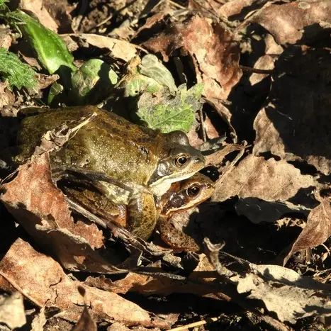 Des grenouilles et des tritons_1