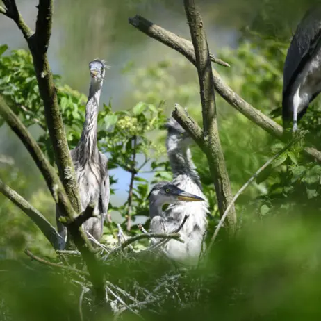 Balade naturaliste : les ailes du crépuscule_1