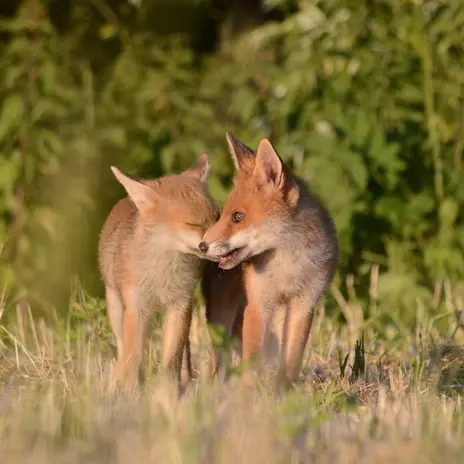 Conférence : la vie secrète du Parc de la Deûle_1