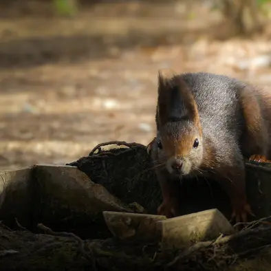 Balade naturaliste : L’écureuil, petit artiste de la forêt_1