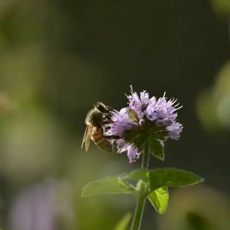 Sortie naturaliste éco-citoyenne : les 7 grandes familles d'insectes_1