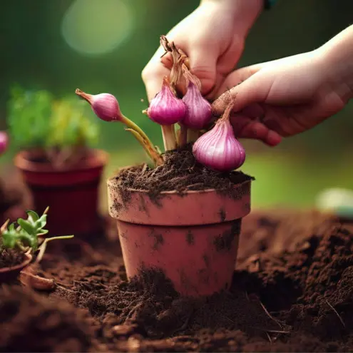 Atelier Tout-petits : plantons des bulbes !_1
