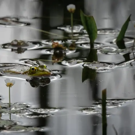 Balade naturaliste : la vie dans l’eau_1