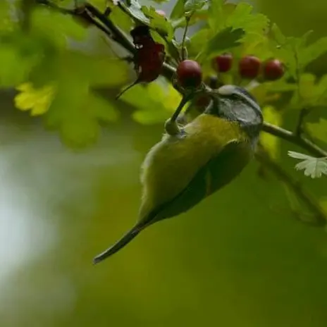 Balade naturaliste : 1,2,3 Je m’en vais au bois…_1
