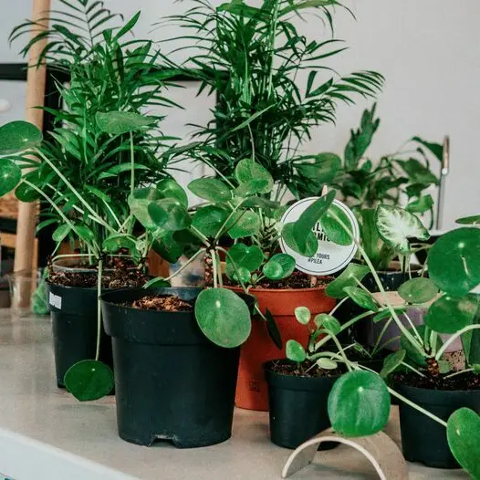 Week-end Nature, couture et boutures : Troc de plantes_1