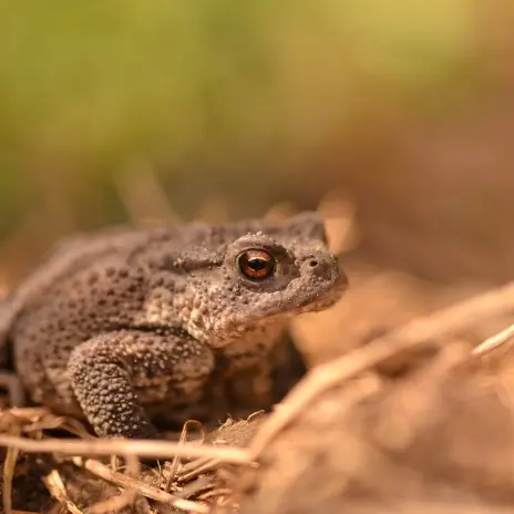 Balade naturaliste : Anoures au Marais_1