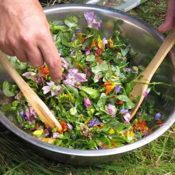 Vert par Nature : cuisine sauvage_1