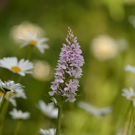 Balade naturaliste : des plantes qui ont tout pour plaire_1