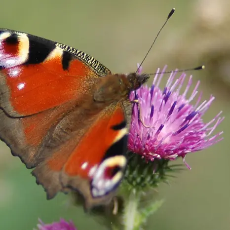 Balade naturaliste : concours d’illusion chez les Papillons_1