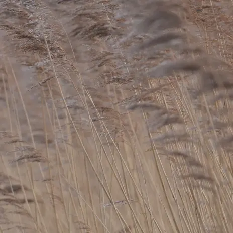 Balade naturalistes : Carnet d’Art, la biodiversité des zones humides_1