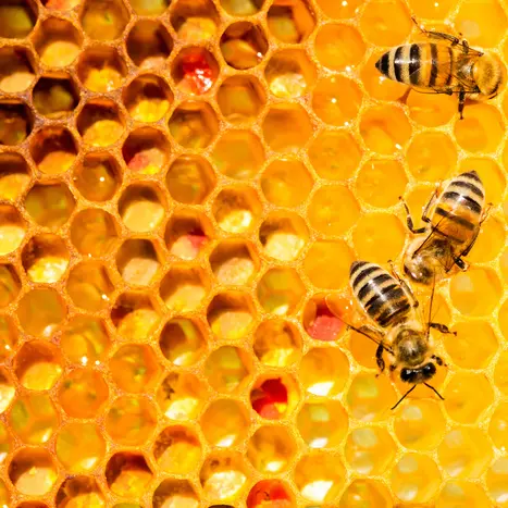 De l'apiculture au Forum des Sciences_1