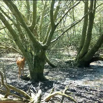 Balade naturaliste :
