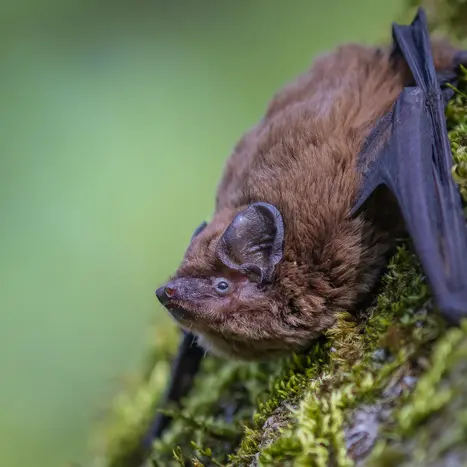 Balade naturaliste : Art d’écho_1