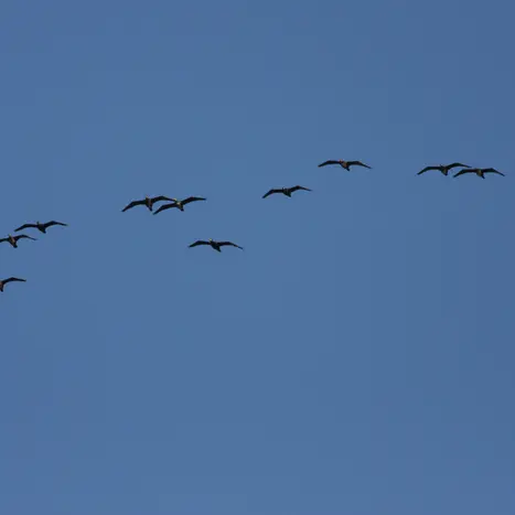 Balade naturaliste : ballet des oiseaux_1