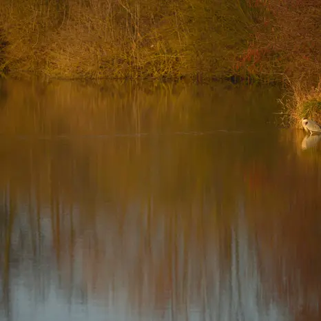 Balade naturaliste : 
