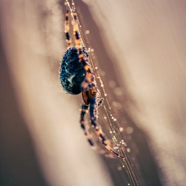 Zoom sur les araignées_1