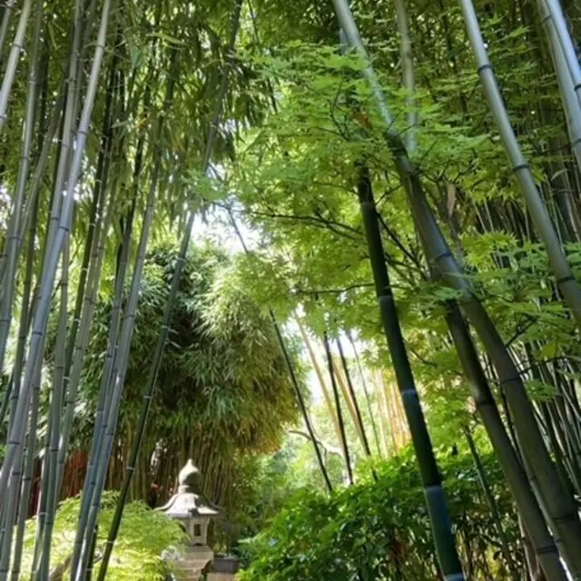 Le Sentier du Chimonobambusa_1