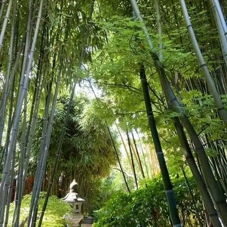 Le Sentier du Chimonobambusa_1