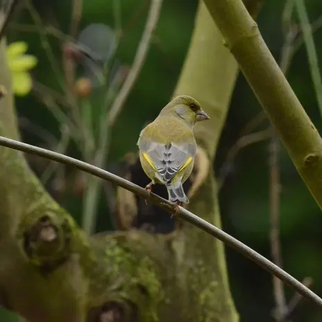Balade naturaliste : Fête de la musique… verte_1