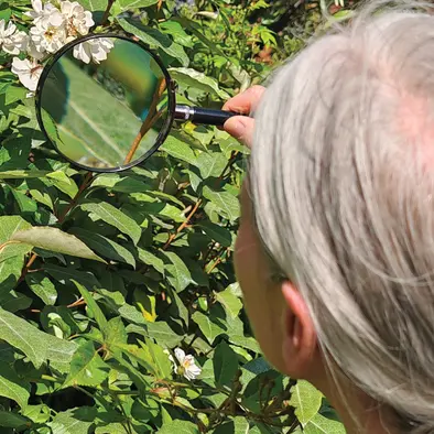 Atelier en continu Le vivant à la loupe / à la Pouponnière_1