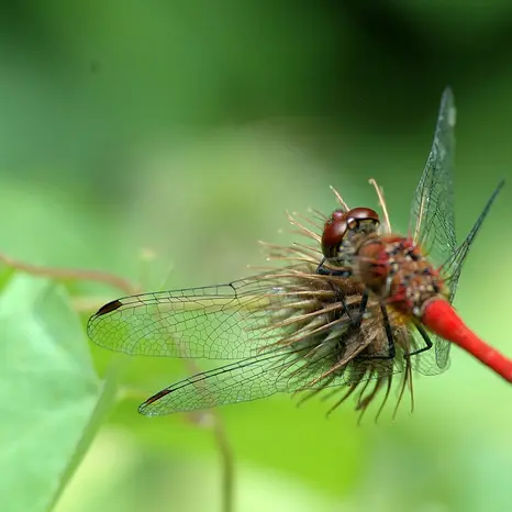 Balade naturaliste : Les demoiselles de Faches_1