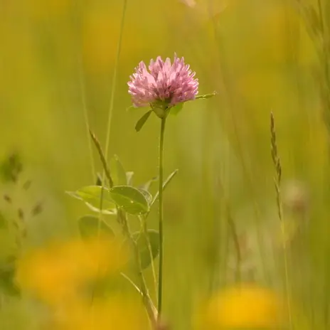 Balade naturaliste : les plantes dans tous les sens_1