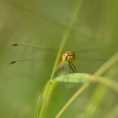 Balade naturaliste : ballet au fil de l’eau_1