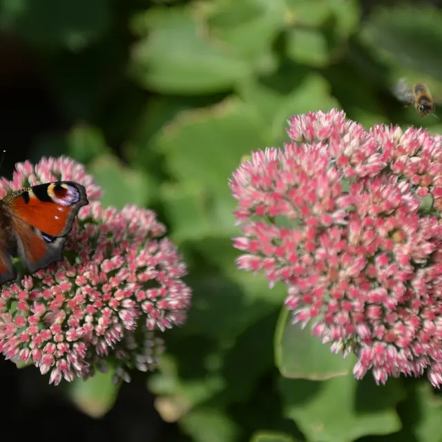 Les 7 grandes familles d'insectes_1