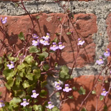 Balade naturaliste : flore sauvage de nos rues ou street’art végétal_1
