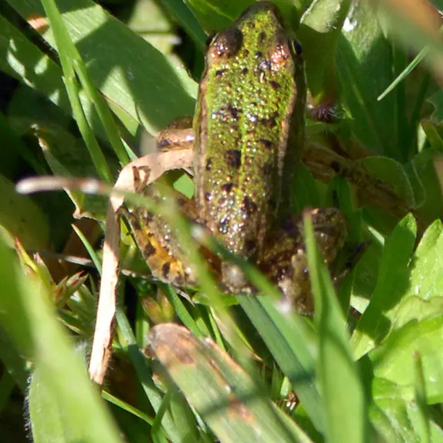 Balade naturaliste : le chant des grenouilles_1