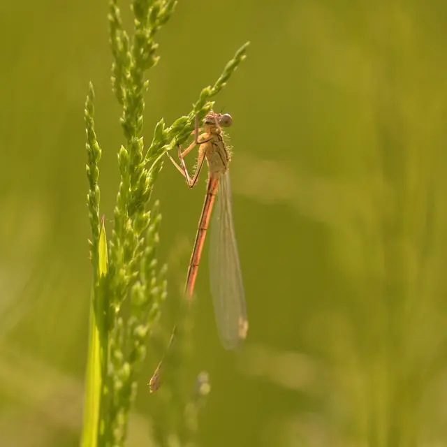 Balade naturaliste : les danseuses du marais_1