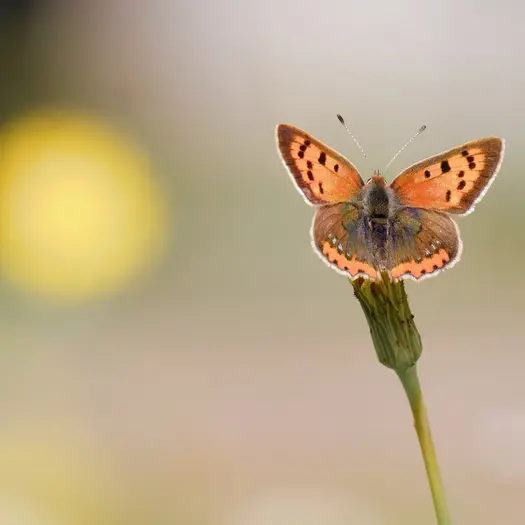 Balade naturaliste : initiation à la photographie naturaliste_1