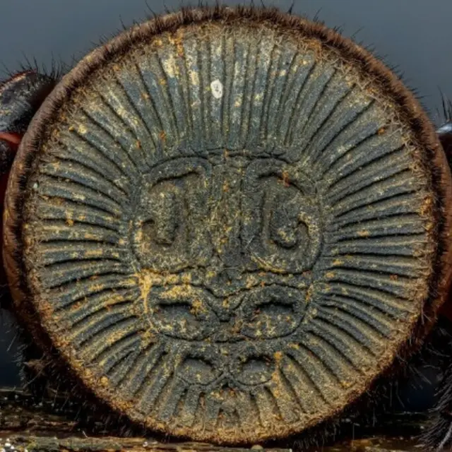 Œuvre d’art à huit pattes_1